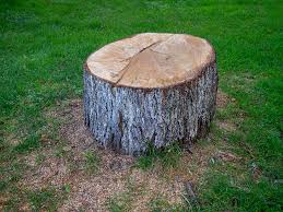 Best Emergency Tree Removal  in Grand Marais, MN